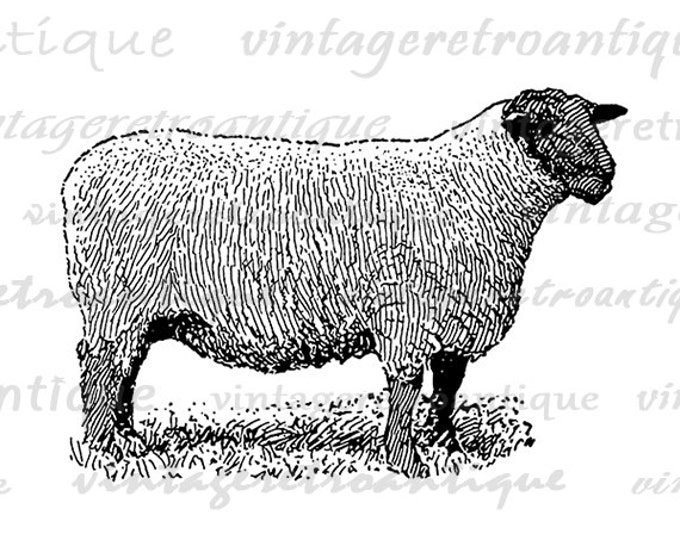 Digital Sheep Art Printable Sheep Digital Image Farm Animal Art Illustration Graphic Download Antique Clip Art Jpg Png Eps HQ 300dpi No.3254