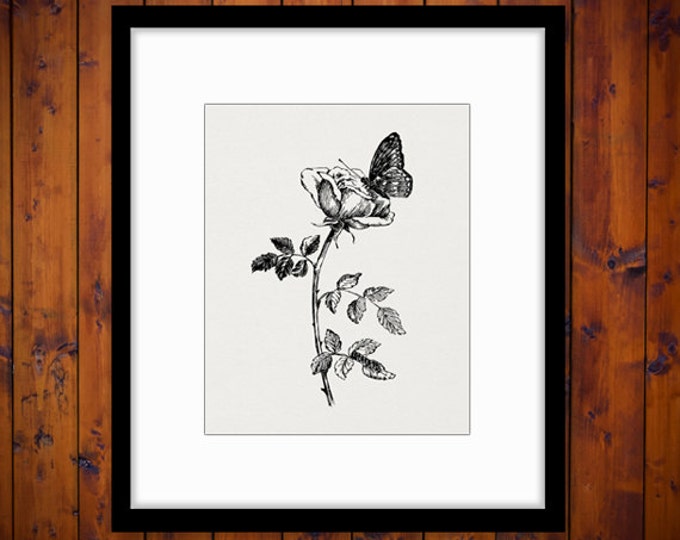 Printable Butterfly and Flower Graphic Download Antique Image Digital Jpg Png Eps HQ 300dpi No.264