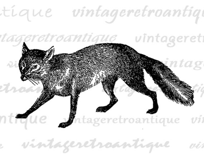 Antique Fox Digital Graphic Printable Image Animal Download Artwork Vintage Clip Art Jpg Png Eps HQ 300dpi No.4069