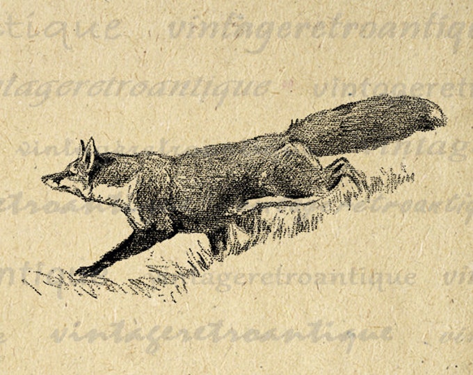 Fox Graphic Printable Digital Animal Image Download Illustration Jpg Png Eps HQ 300dpi No.4122