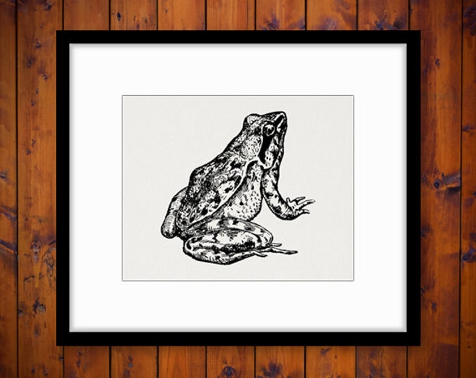 Antique Frog Printable Digital Image Download Illustration Graphic Vintage Clip Art Jpg Png Eps HQ 300dpi No.373