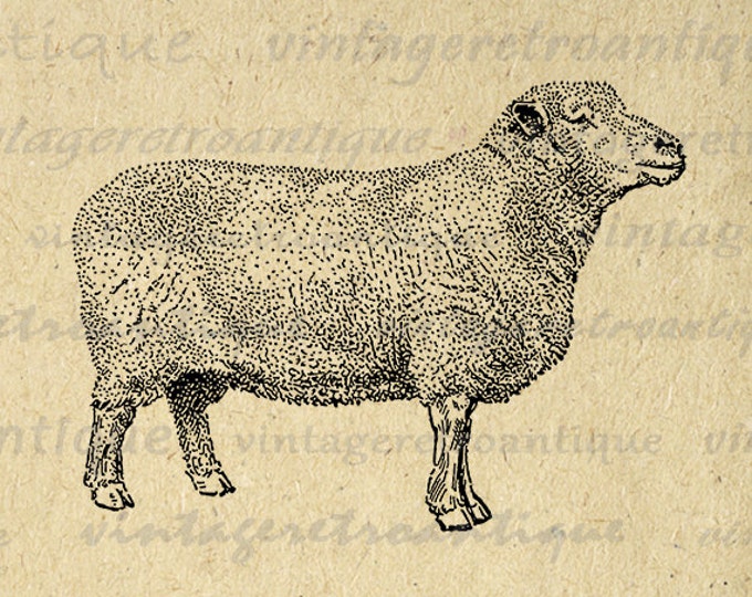 Printable Southdown Sheep Digital Image Illustration Download Graphic Vintage Clip Art Jpg Png Eps HQ 300dpi No.3262