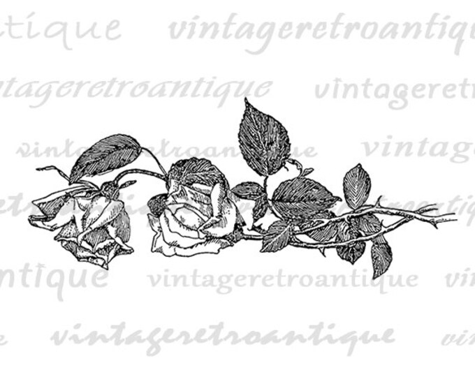 Rose Flowers Image Printable Download Roses Graphic Flower Digital Vintage Clip Art Jpg Png Eps HQ 300dpi No.2924