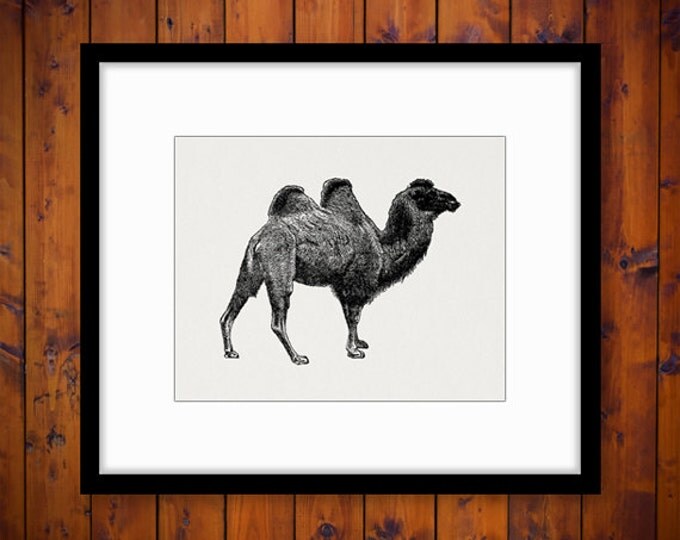 Digital Printable Camel Image Download Camel Illustration Graphic Antique Clip Art Jpg Png Eps HQ 300dpi No.2586