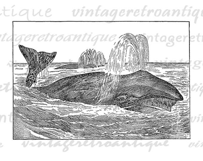 Green Whale Graphic Printable Download Image Ocean Artwork Digital Vintage Clip Art Jpg Png Eps HQ 300dpi No.2574