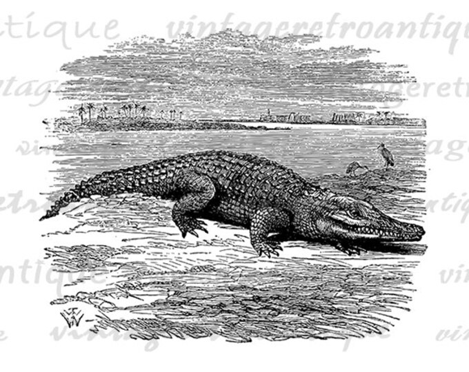 Digital Image Crocodile Download Alligator Graphic Antique Printable Vintage Clip Art Jpg Png Eps HQ 300dpi No.094