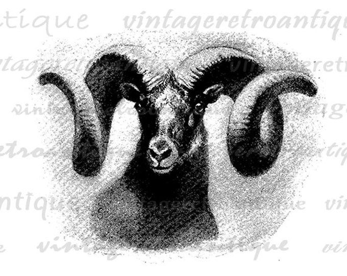 Ram Goat Image Graphic Digital Horns Animal Download Illustration Printable Vintage Clip Art Jpg Png Eps HQ 300dpi No.920