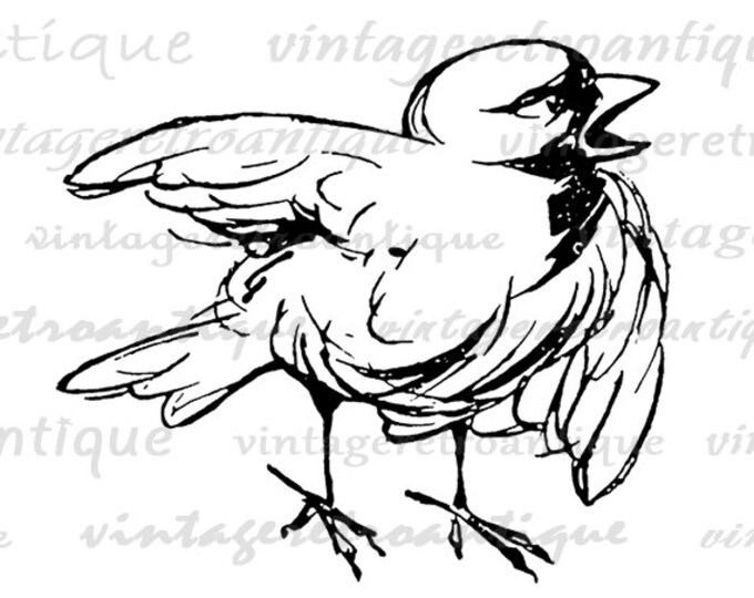 Little Bird Image Printable Digital Download Cartoon Artwork Graphic Antique Clip Art Jpg Png Eps HQ 300dpi No.2900