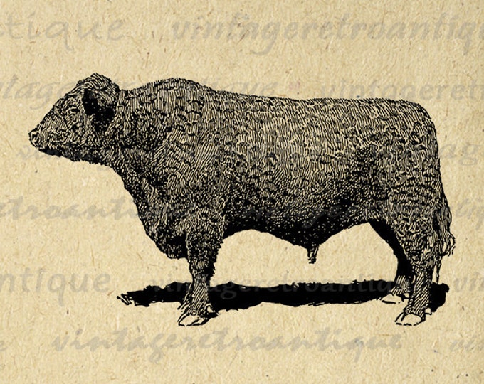 Digital Image Galloway Bull Cow Graphic Printable Download Vintage Clip Art for Transfers Making Prints etc HQ 300dpi No.3552