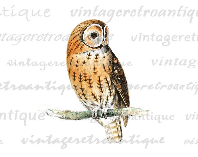 Owl Antique Graphic Digital Image Download Color Illustration Printable Vintage Clip Art for Transfers Printing etc HQ 300dpi No.2691