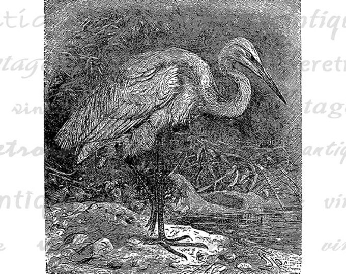 Great White Heron Bird Image Graphic Digital Download Antique Bird Illustration Printable Vintage Clip Art for Transfers HQ 300dpi No.2686