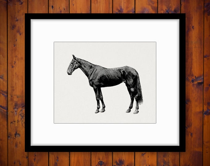 Digital Printable Horse Graphic Animal Image Download Artwork Vintage Clip Art Jpg Png Eps HQ 300dpi No.3043