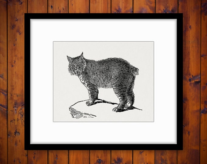 Printable Digital Canada Lynx Cat Download Graphic Image Vintage Clip Art Jpg Png Eps HQ 300dpi No.3183