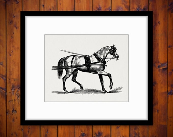 Printable Graphic Horse with Harness Download Image Digital Illustration Vintage Clip Art Jpg Png Eps HQ 300dpi No.2343