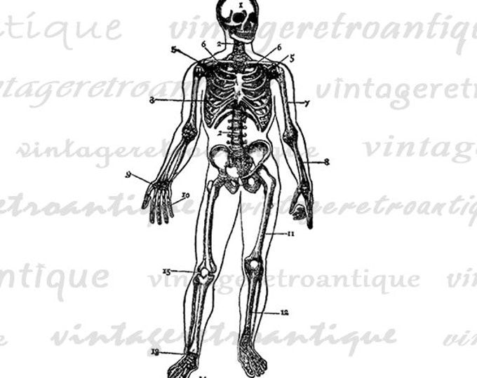 Skeleton Diagram Graphic Printable Image Anatomy Man Digital Download Vintage Clip Art Jpg Png Eps 18x18 HQ 300dpi No.120