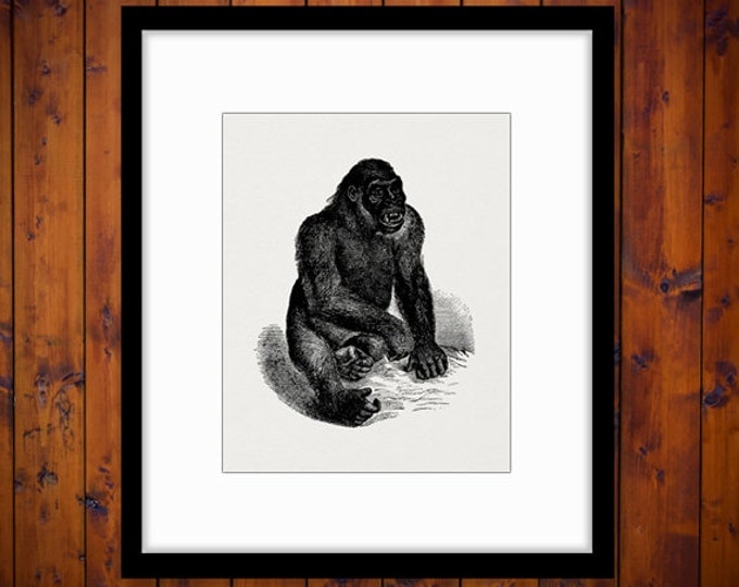 Digital Graphic Antique Gorilla Image Monkey Illustration Printable Download Vintage Clip Art Jpg Png Eps HQ 300dpi No.2779