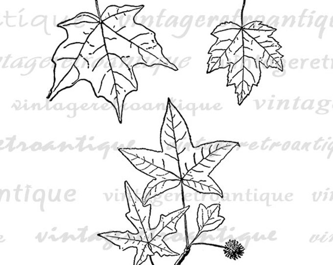 Printable Digital Leaf Image Tree Leaves Download Collage Sheet Graphic Vintage Clip Art Jpg Png Eps HQ 300dpi No.971