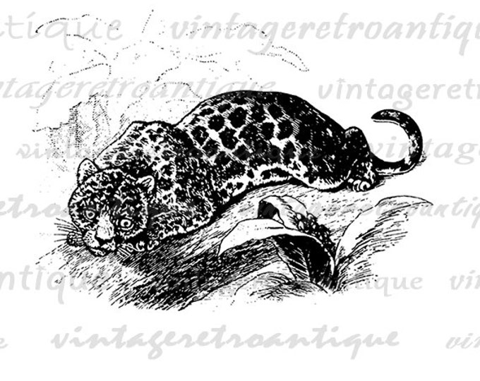 Digital Graphic Jaguar Image Cat Download Printable Vintage Clip Art Jpg Png Eps HQ 300dpi No.603