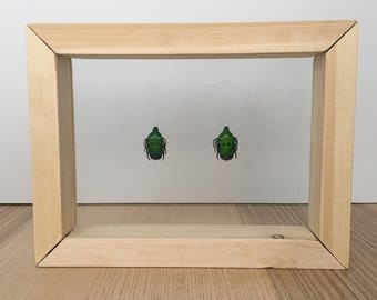 Green Beetles // Taxidermy Beetles // Real Beetle Art // Dried Framed Beetles
