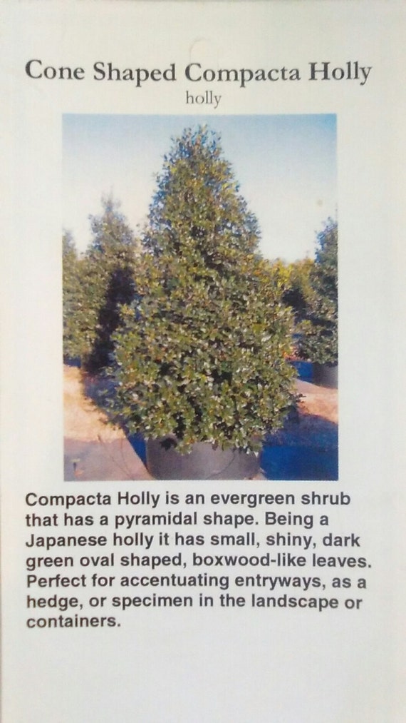 Cone Shaped Compacta Holly Shrub 3 gallon size Live Healthy