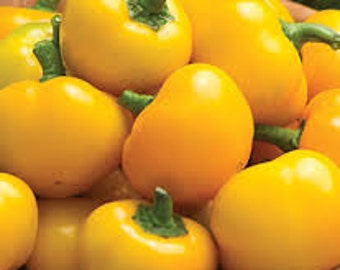VPPS) TWEETY HYB. Pepper~Seeds!!!~~~Tasty Sweet Mini!!