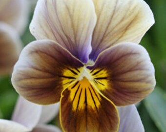 PBVV)~VELOUR FROSTED Chocolate Viola~Seeds!!!~~~~~~Sweet as Candy!