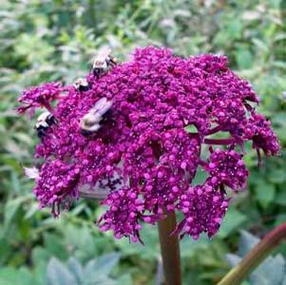 Angelica gigas Brilliant Purple 15 seeds