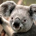 kauri