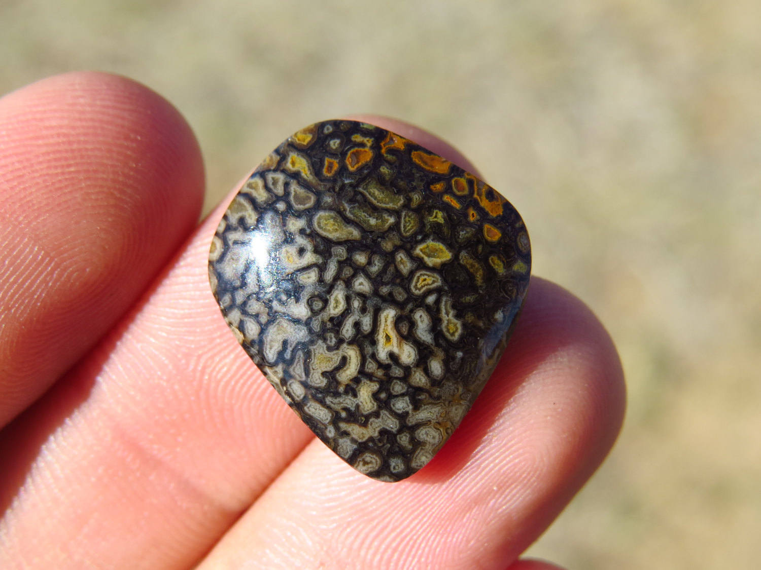 petrified dinosaur bone