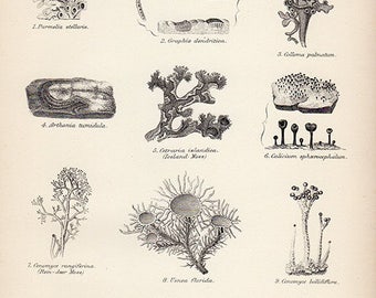 Vintage Botanical Print Antique GRAPES plant print botanical