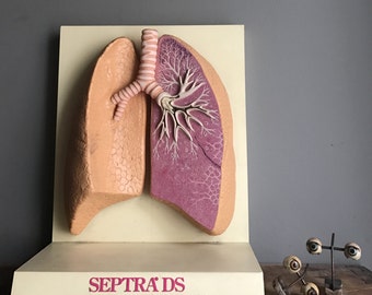 Lung Medical Model Anatomy Display