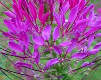 ACLEQ) QUEEN VIOLET Cleome~Seeds!!!~~~~~~Brings Those Butterflies Home!