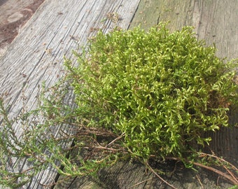Green Dried Natural Moss, Forest Lichen, Natural Decor, Terrarium Craft Supplies