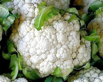 Cauliflower Seeds- Snowball Self-Blanching- 200+ Seeds