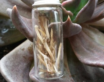 Rodent bones | Etsy
