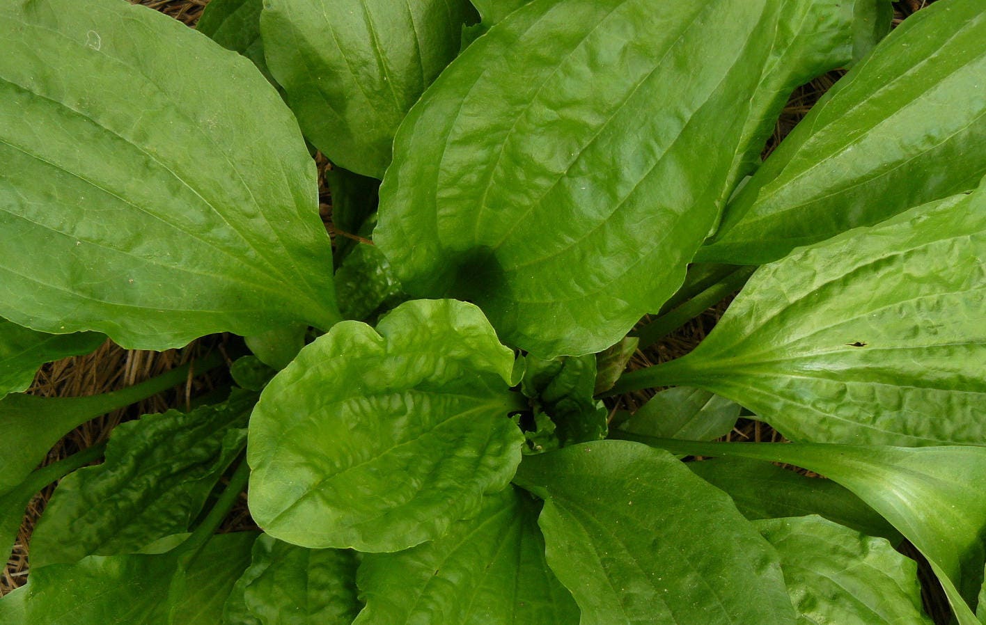 Broadleaf Plantain 100 Organic Seeds Plantago Major
