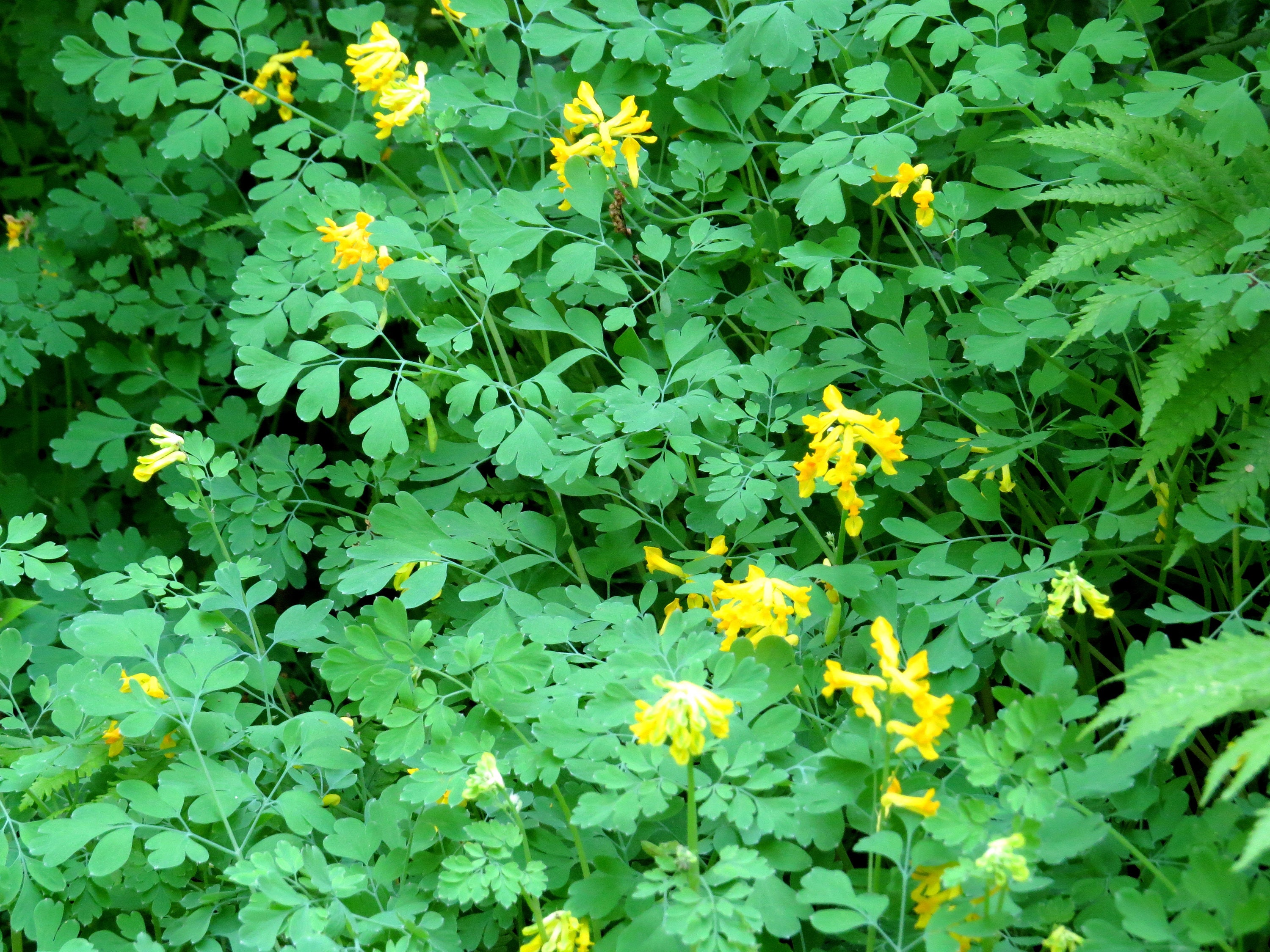 Corydalis (Corydalis Lutea) - Perennial Plants - Live Plants - Yellow ...