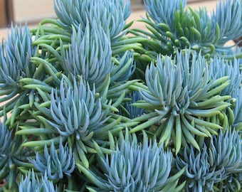 Blue Chalk Stick, Blue Stick Succulent - Senecio Mandraliscae Live Plant - 2.5 inch pot
