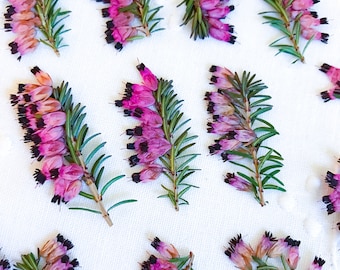 FRESH PRESSED FLOWERS Today!!Heather Kramer's Heather Purple Flowers Pink Flowers 15 Dried Flowers Craft Flowers Romantic Flower Note Cards
