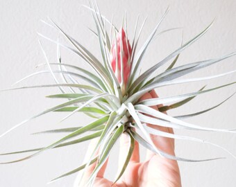 Tillandsia Houston, rare air plant