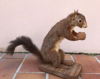 stuffed squirrel taxidermy for sale