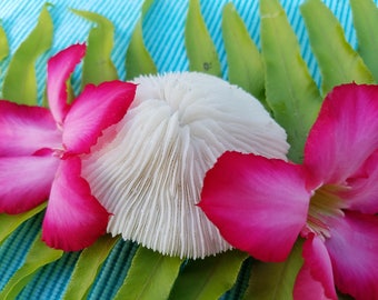 Plate Coral | Natural Bleached Coral | White Coral | Sea Decoration | Beach Decor | Bungalow Decor
