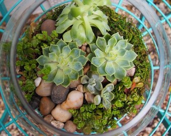 Items similar to Terrarium, fish bowl with succulents, cacti & red sand ...