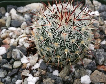 Mammillaria Microhelia Cactus Cacti Succulent Real Live Plant