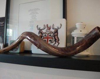 Kudu Horns - Polished to perfection