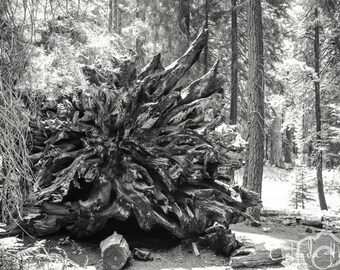 Roots of a fallen giant sequoia tree