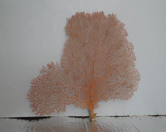 10.2" x 11.3" Natural Red Color Sea Fan Seashells Reef Coral