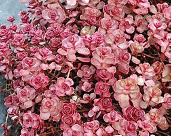 Sedum Red Carpet, Fairy Garden Plant, Live plant, ground cover plant
