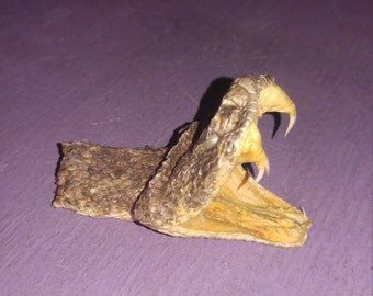 1 real animal taxidermy stuffed rattle snake head mount reptile part bone teeth fang diamond back