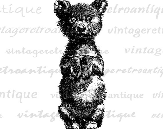 Digital Printable Little Bear Image Antique Illustration Graphic Download Vintage Clip Art Jpg Png Eps HQ 300dpi No.834
